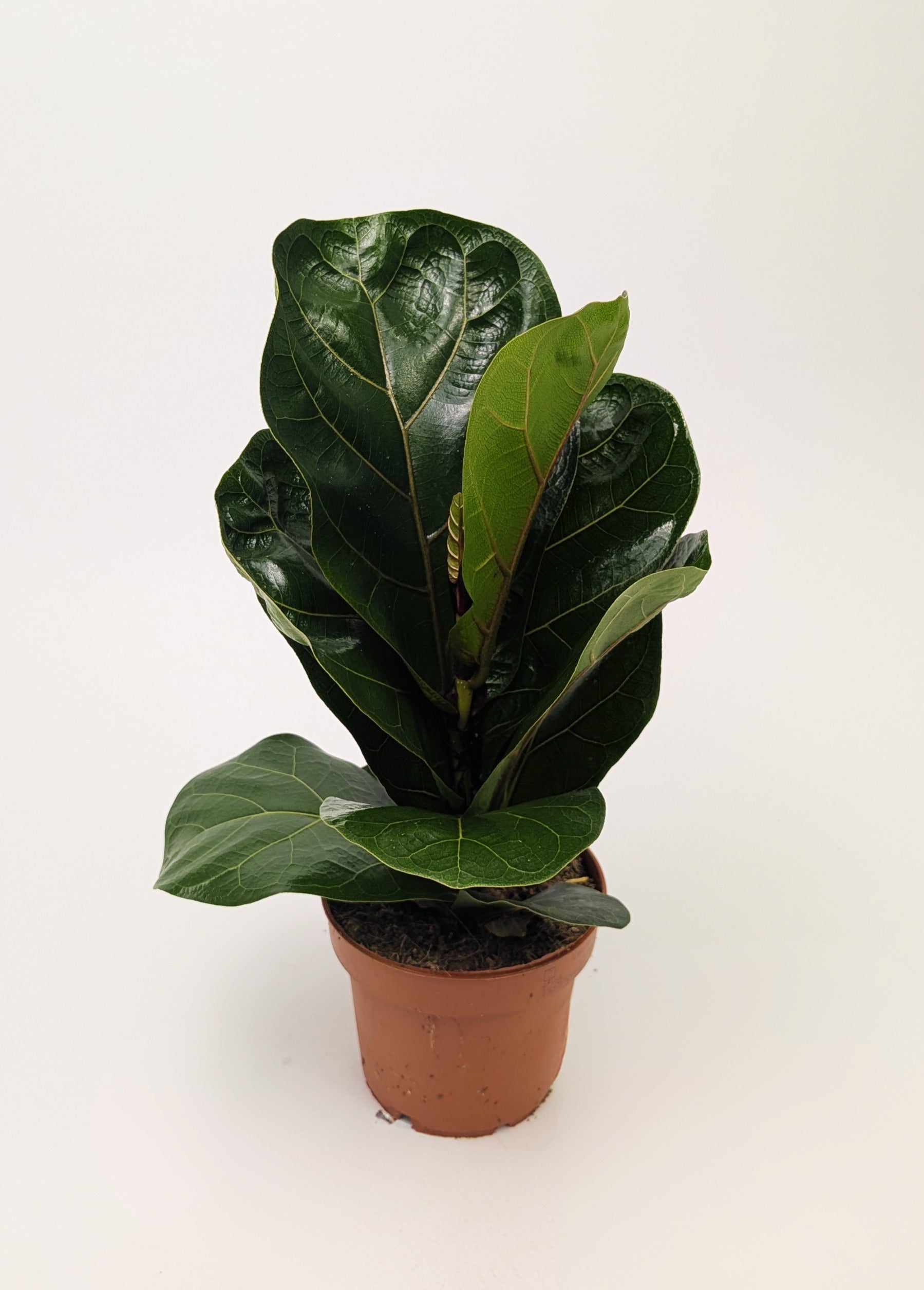 Ficus Lyrata 'Fiddle Leaf' Fig 12cm Pot Houseplant