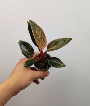 Philodendron Pink Birkin 6cm Pot Houseplant