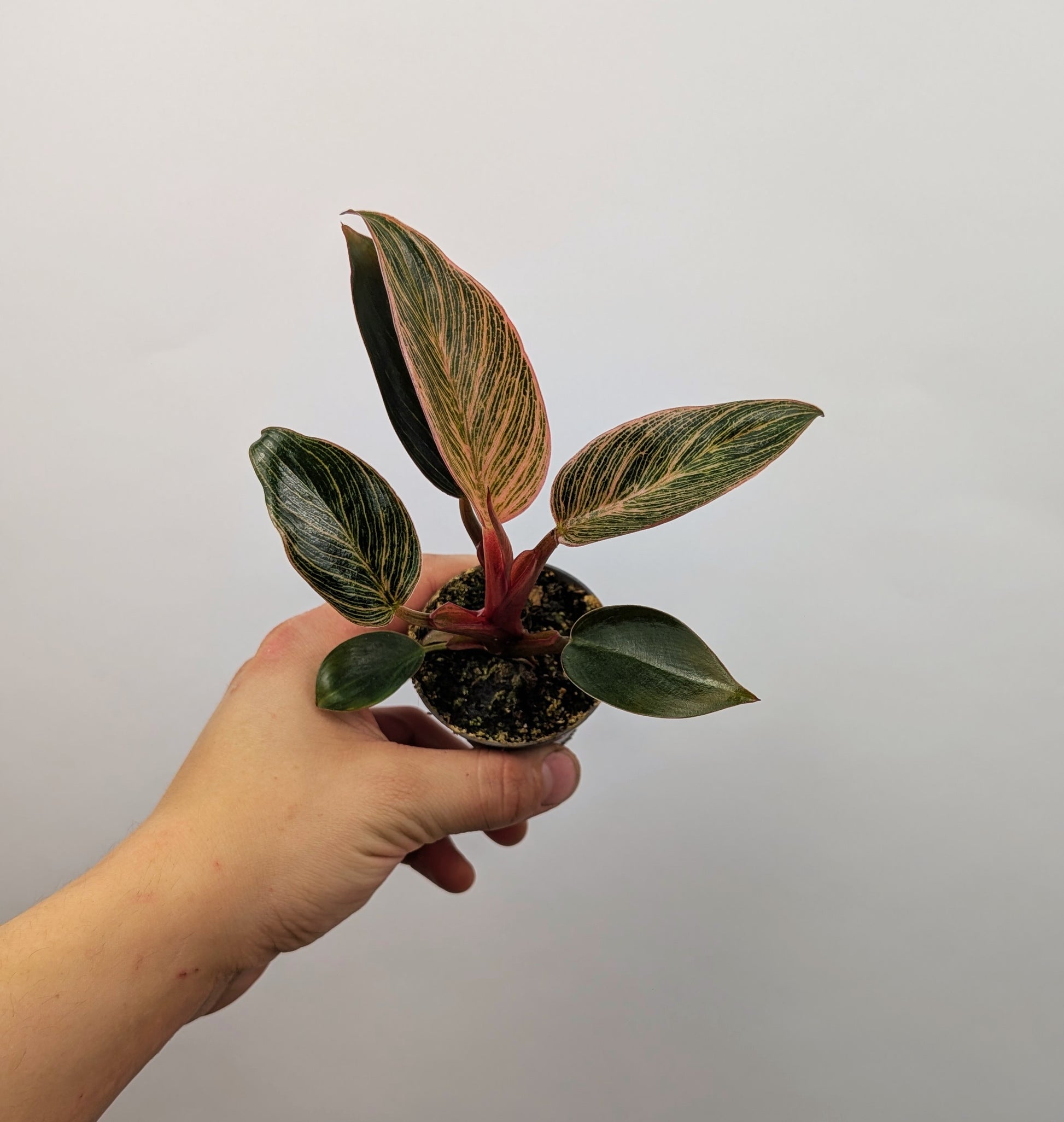 Philodendron Pink Birkin 6cm Pot Houseplant