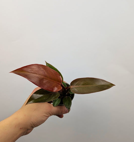 Philodendron Red Sun 6cm Pot Houseplant