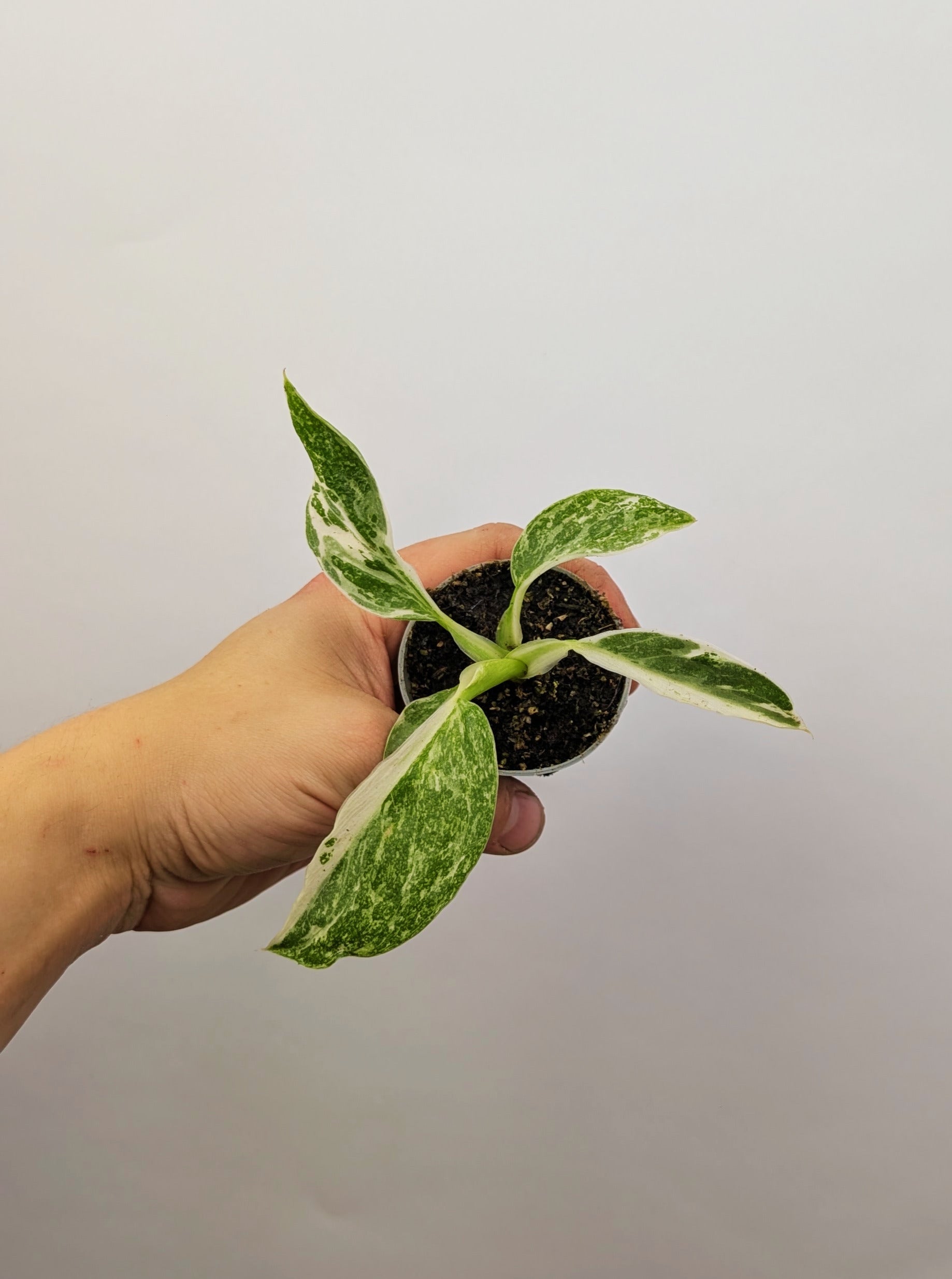 Philodendron Jose Bueno 6cm Pot Houseplant