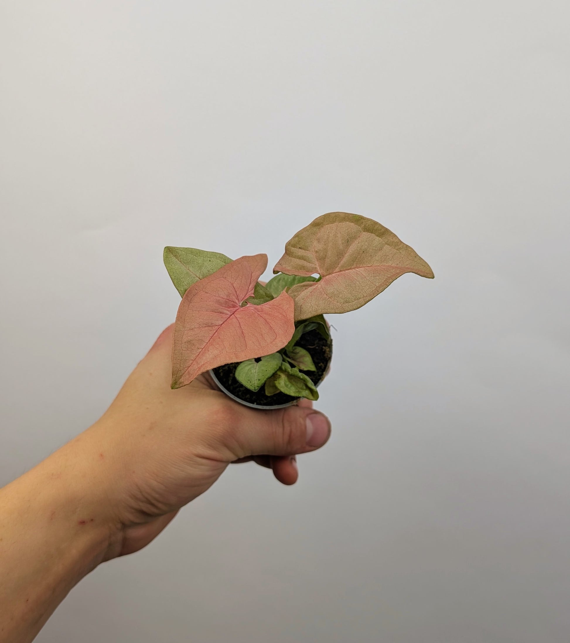 Syngonium Neon 6cm Pot Baby Houseplant