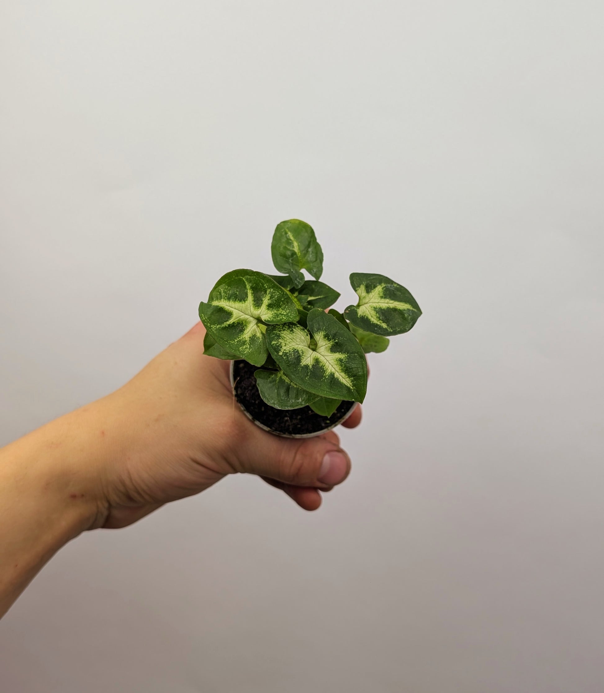 Syngonium Pixie 6cm Pot Baby Houseplant