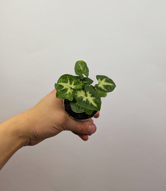Syngonium Pixie 6cm Pot Baby Houseplant