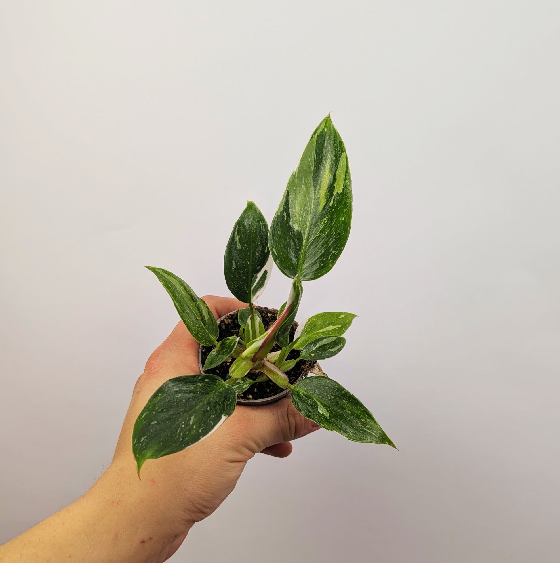 Philodendron White Princess 6cm Pot Houseplant