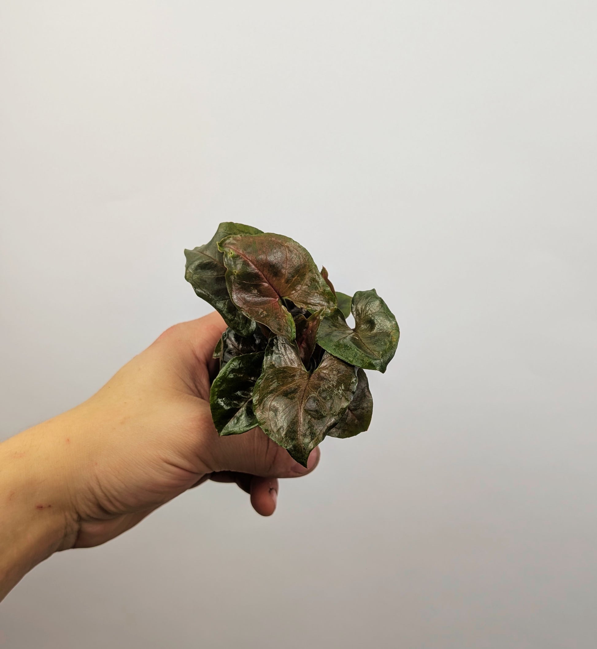 Syngonium Maria Arrowhead 6cm Pot Baby Houseplant