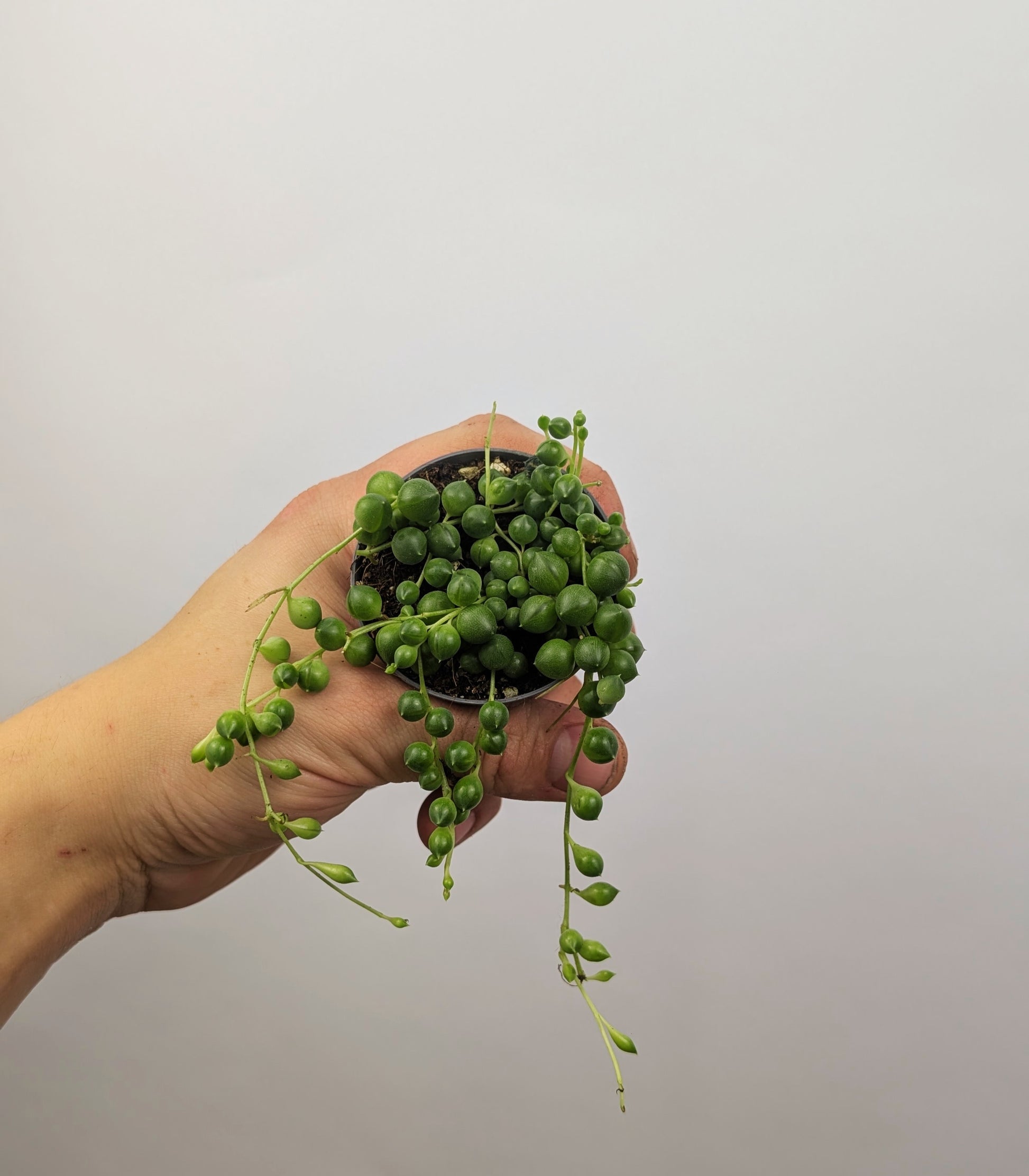 String of Pearls 'Senecio Rowleyanus' 6cm Pot Houseplant