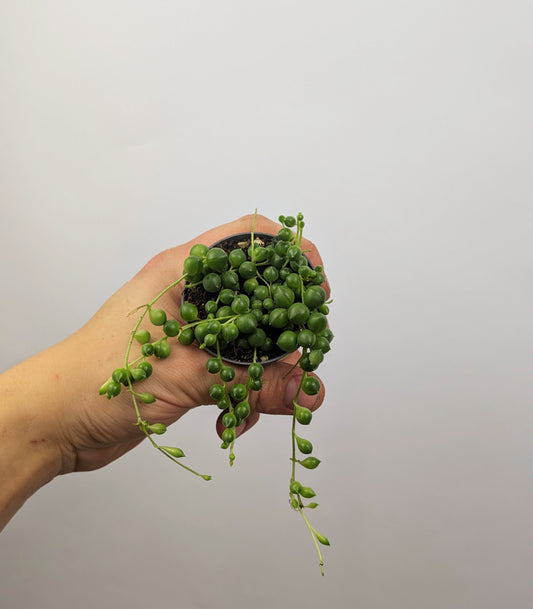 String of Pearls 'Senecio Rowleyanus' 6cm Pot Houseplant