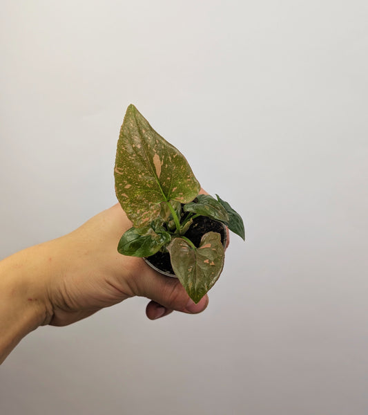 Syngonium Pink Splash Arrowhead 6cm Pot Houseplant