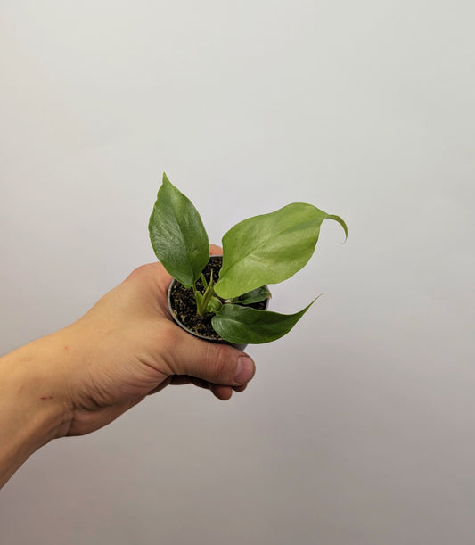 Rhaphidophora Tetrasperma 6cm Pot Baby Houseplant