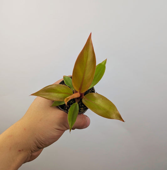 Philodendron Prince of Orange 6cm Pot Houseplant