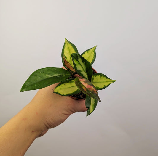 Hoya Carnosa Tri Colour 6cm Pot Baby Houseplant