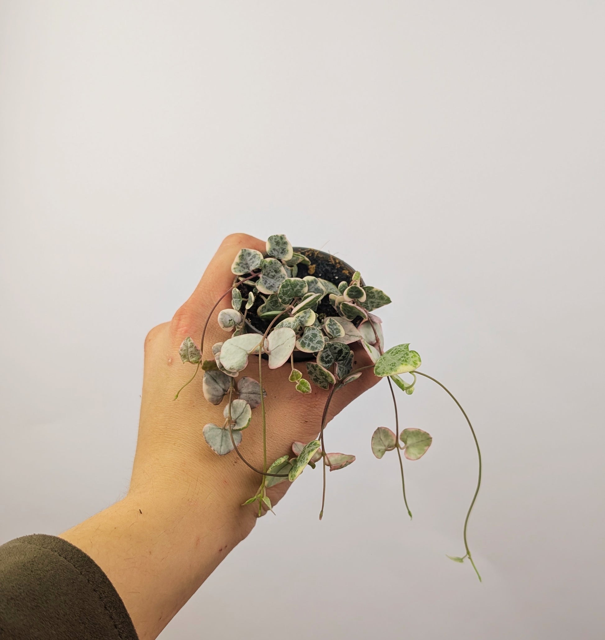 Ceropegia Woodii Variegata 6cm Pot Trailing Houseplant