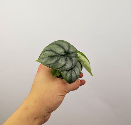 Alocasia Silver Dragon 6cm Pot Houseplant