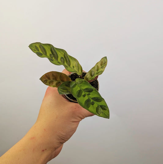 Calathea Rattlesnake Prayer Plant 6cm Pot Houseplant