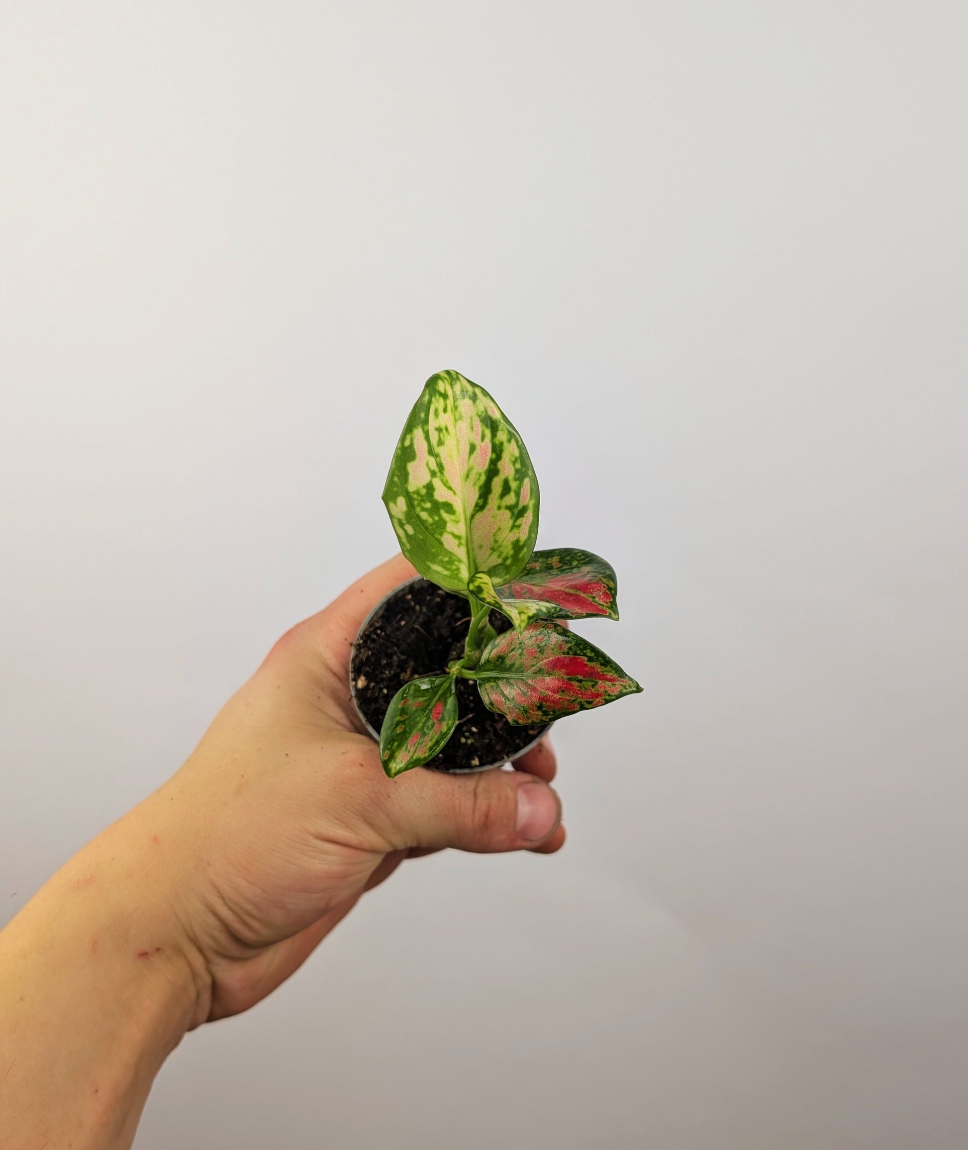Aglaonema Red Zircon Chinese Evergreen 6cm Pot Houseplant