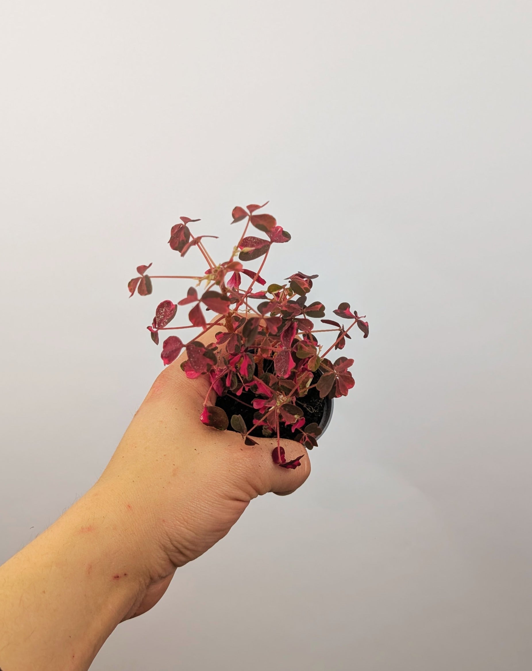 Oxalis Spiralis 6cm Pot Baby Houseplant