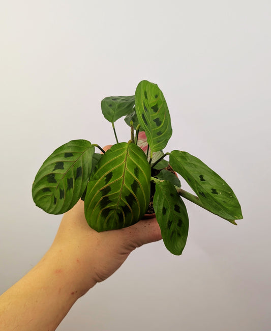 Maranta Fascinator Prayer Plant 6cm Pot Houseplant