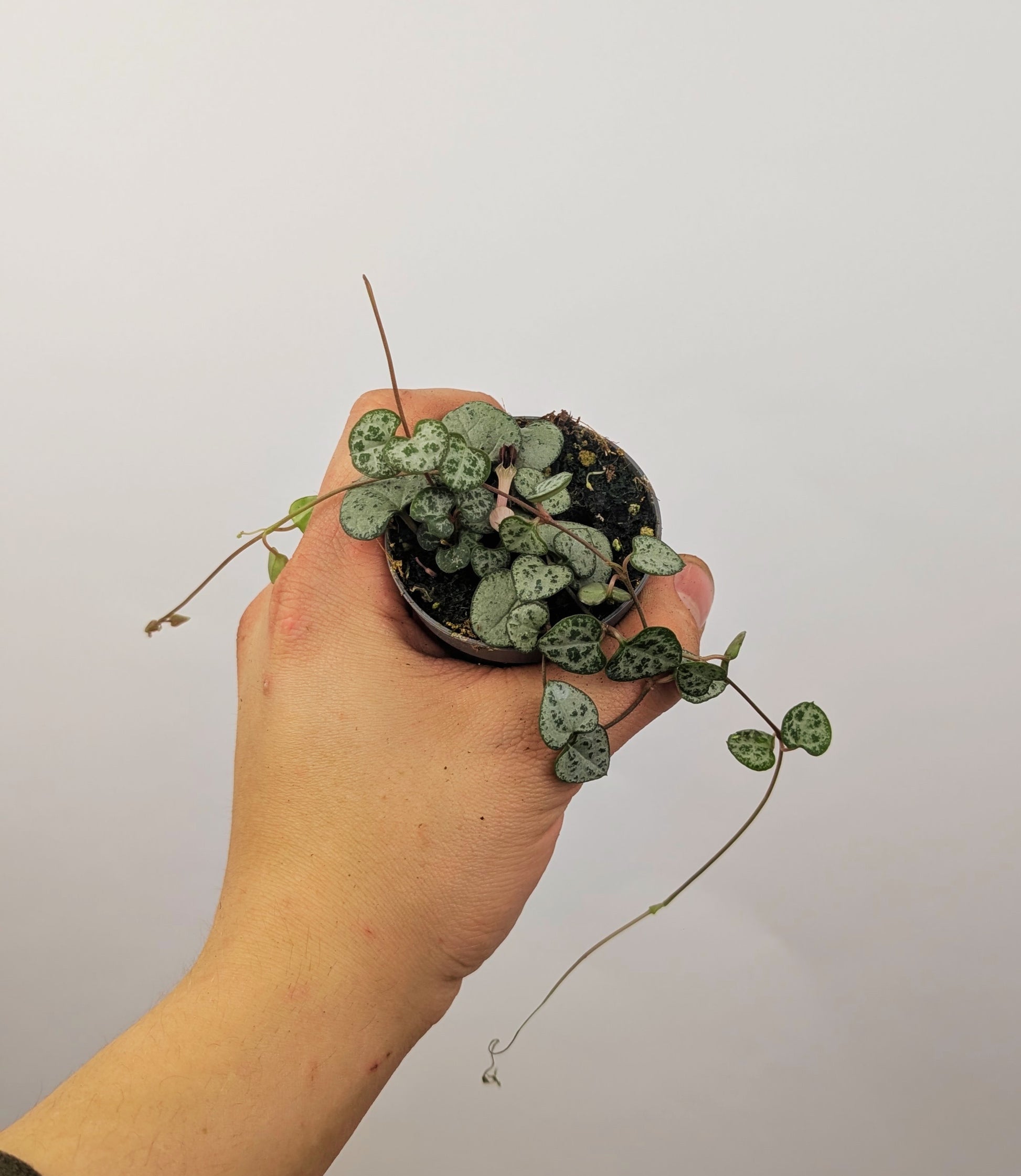 Ceropegia Woodii 6cm Pot Trailing Houseplant