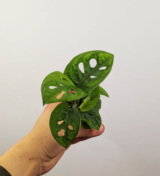 Monstera Adansonaii Monkey Mask 6cm Pot Houseplant