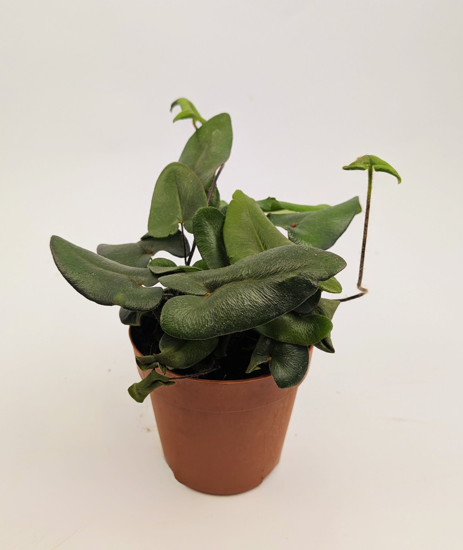 Hemionitis Arifolia Heart Fern 12cm Pot Houseplant