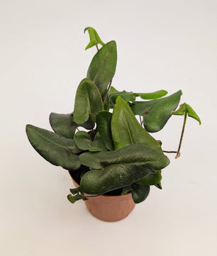 Hemionitis Arifolia Heart Fern 12cm Pot Houseplant