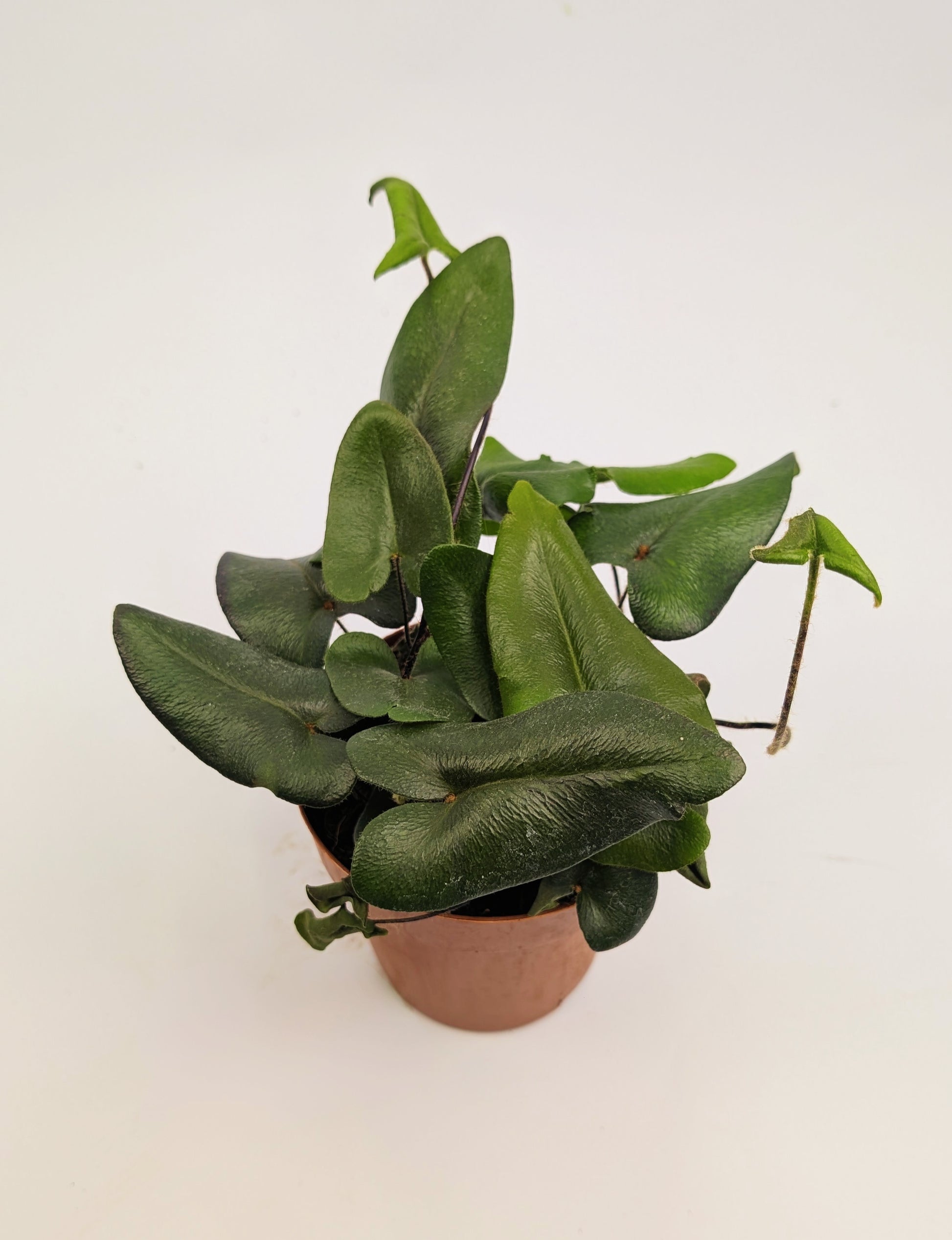 Hemionitis Arifolia Heart Fern 12cm Pot Houseplant