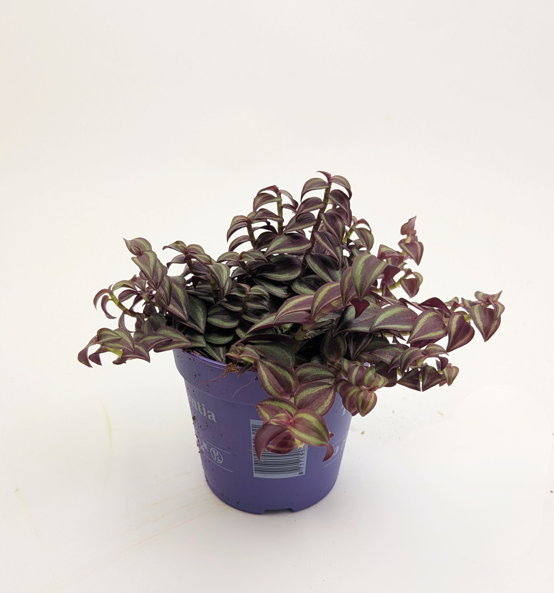 Tradescantia Pink Paradise 12cm Pot Houseplant