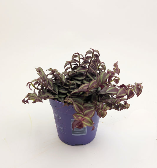 Tradescantia Pink Paradise 12cm Pot Houseplant
