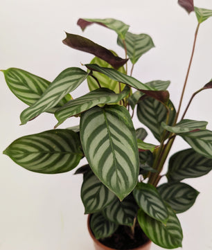 30 - 40cm Calathea Compact Star 12cm Pot Prayer Houseplant
