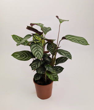 30 - 40cm Calathea Compact Star 12cm Pot Prayer Houseplant
