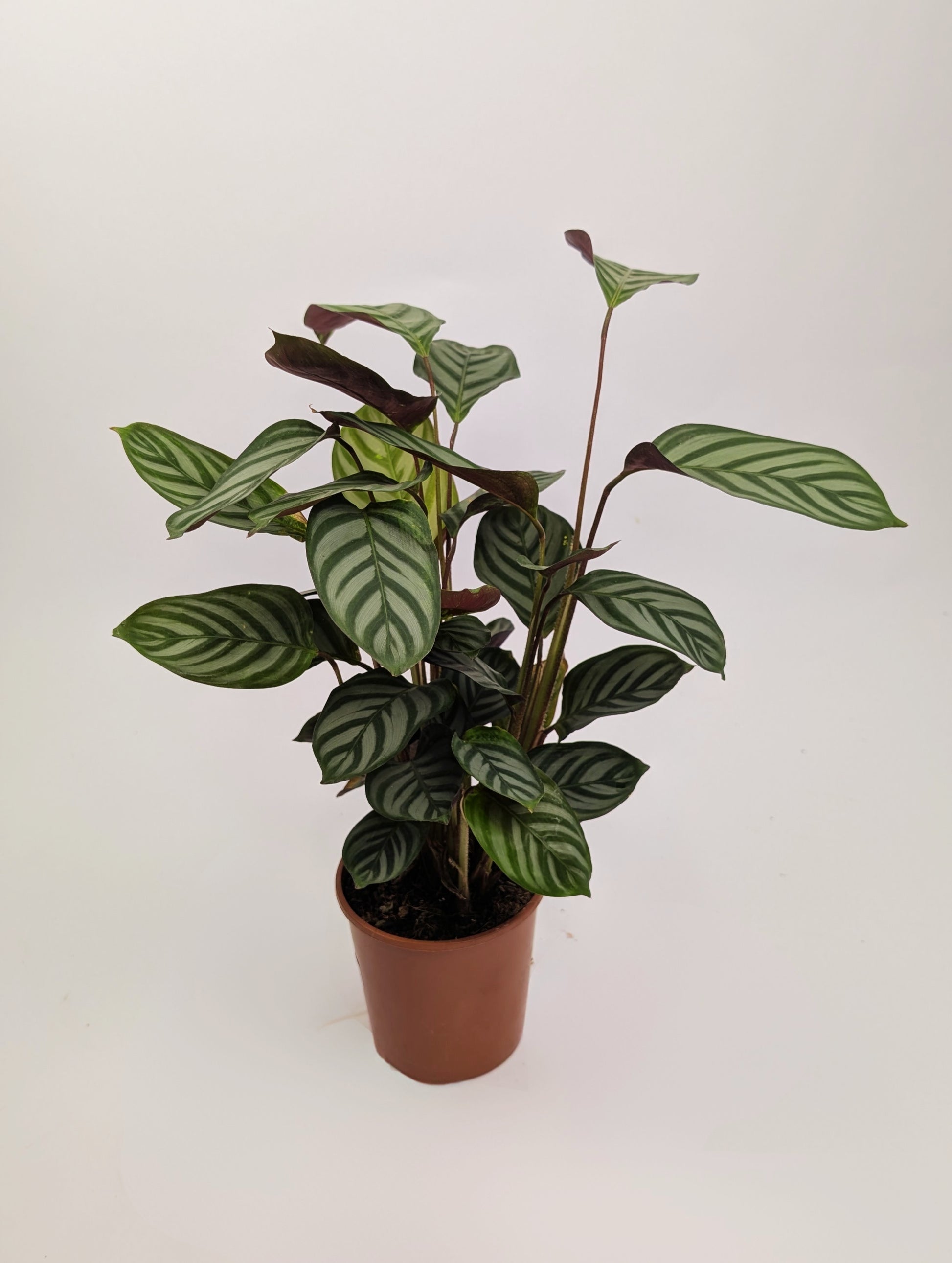 30 - 40cm Calathea Compact Star 12cm Pot Prayer Houseplant