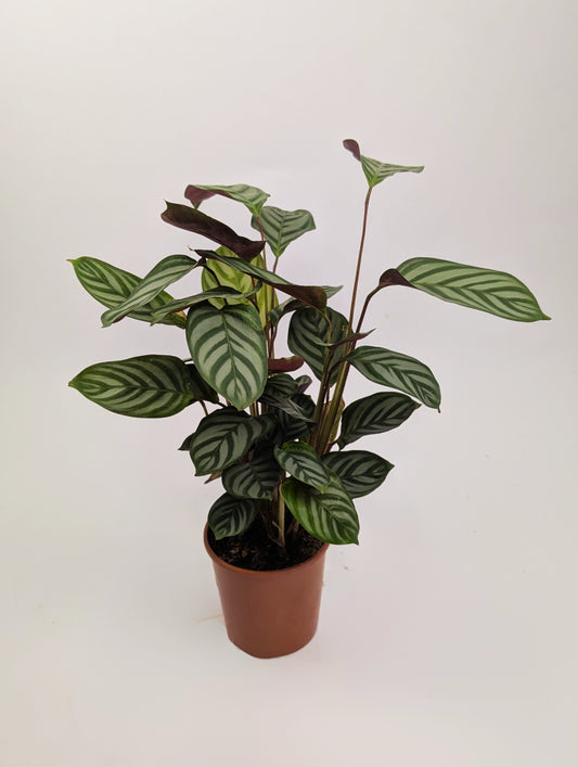 30 - 40cm Calathea Compact Star 12cm Pot Prayer Houseplant