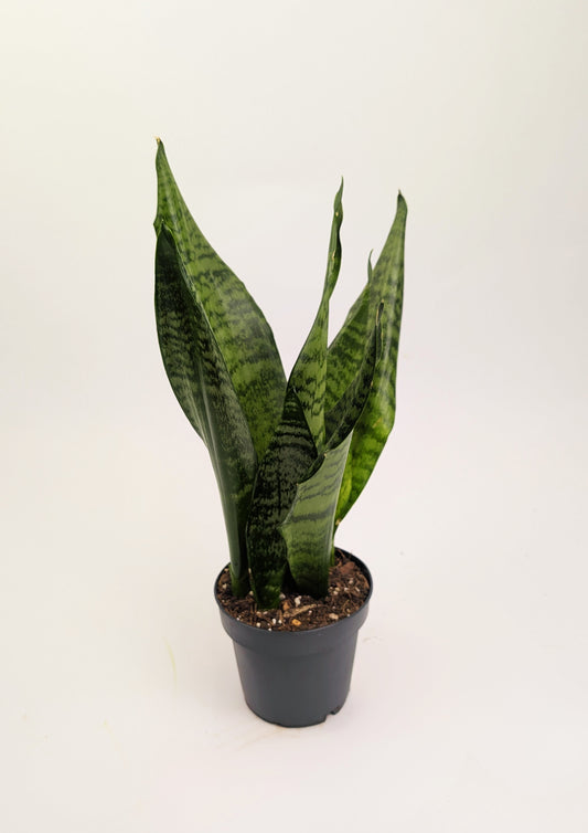 Sansevieria trifasciata 'Zeylanica' 12cm Pot Houseplant
