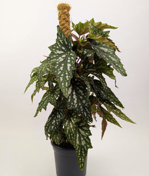 Begonia Maculata Polka Dot on Mosspole 16cm Pot Houseplant