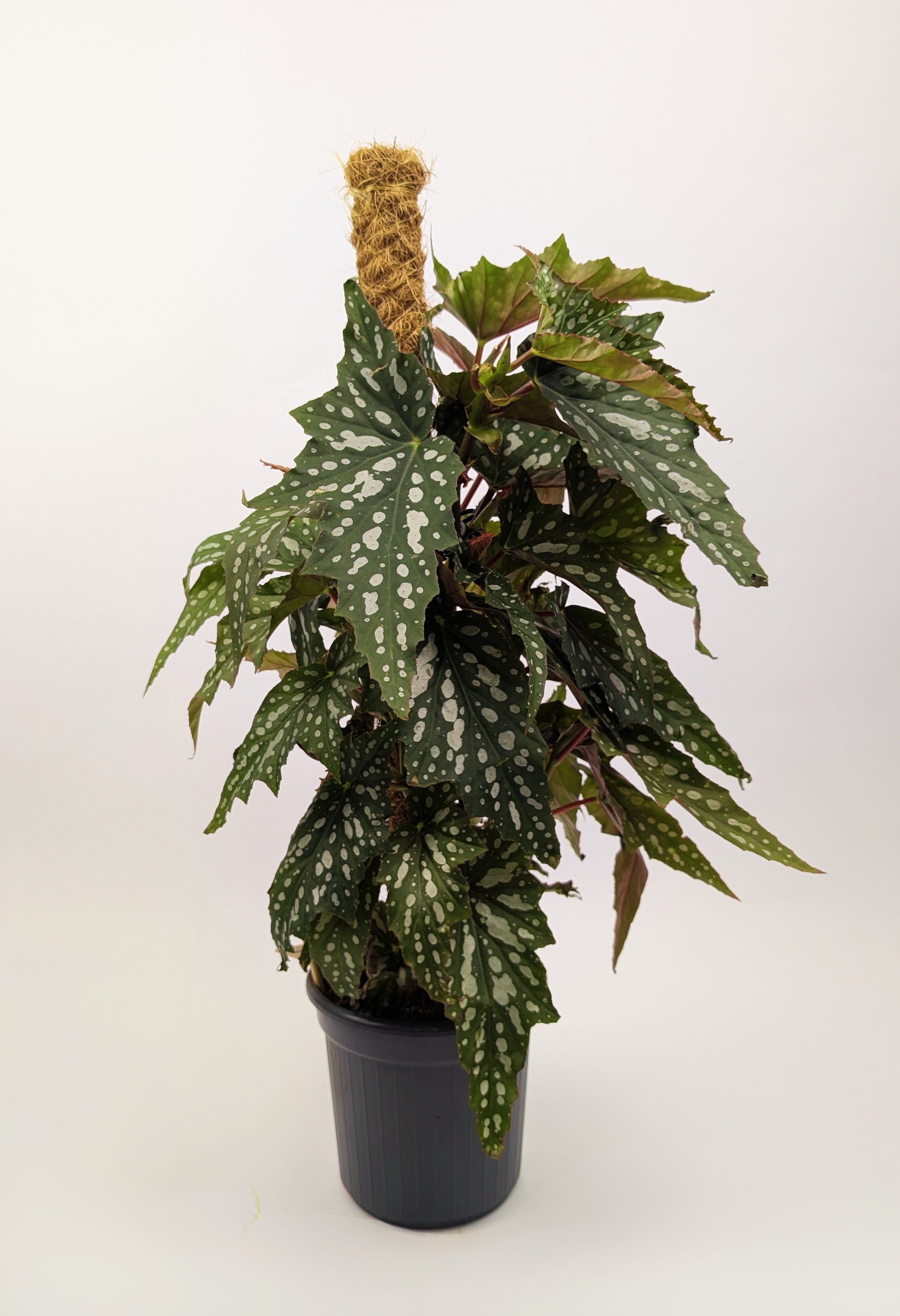 Begonia Maculata Polka Dot on Mosspole 16cm Pot Houseplant