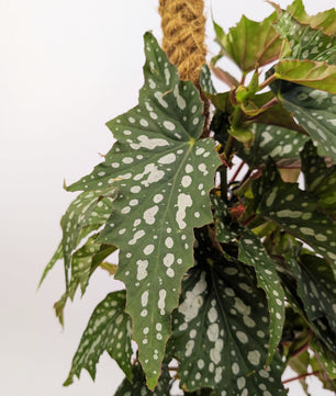 Begonia Maculata Polka Dot on Mosspole 16cm Pot Houseplant