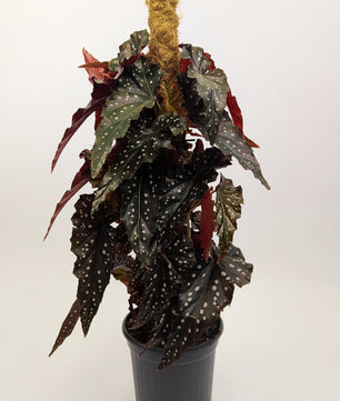 60 - 80cm Begonia Maculata Black Forest 16cm Pot on Mosspole Houseplant