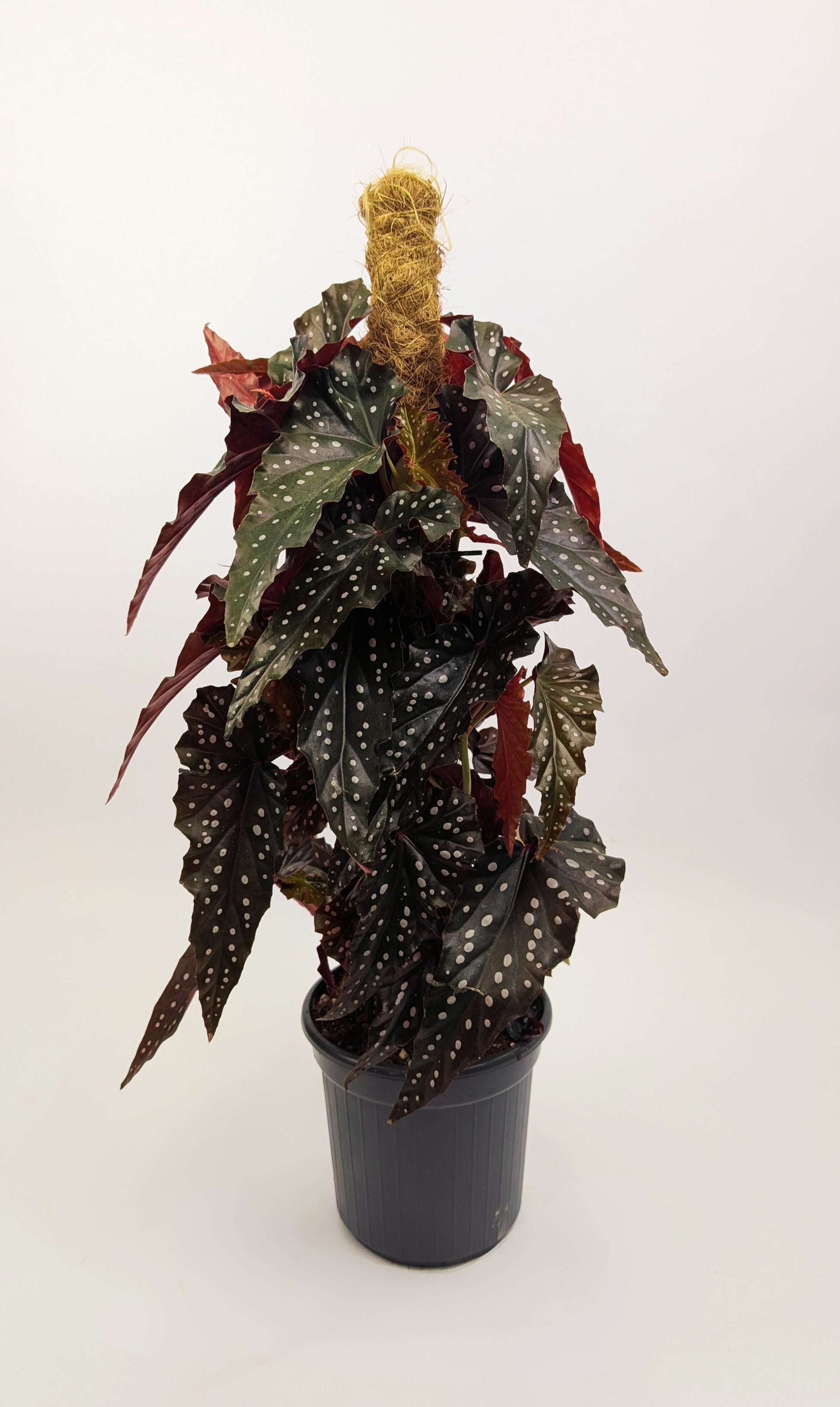 60 - 80cm Begonia Maculata Black Forest 16cm Pot on Mosspole Houseplant