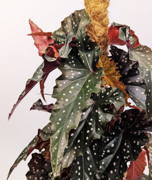 60 - 80cm Begonia Maculata Black Forest 16cm Pot on Mosspole Houseplant