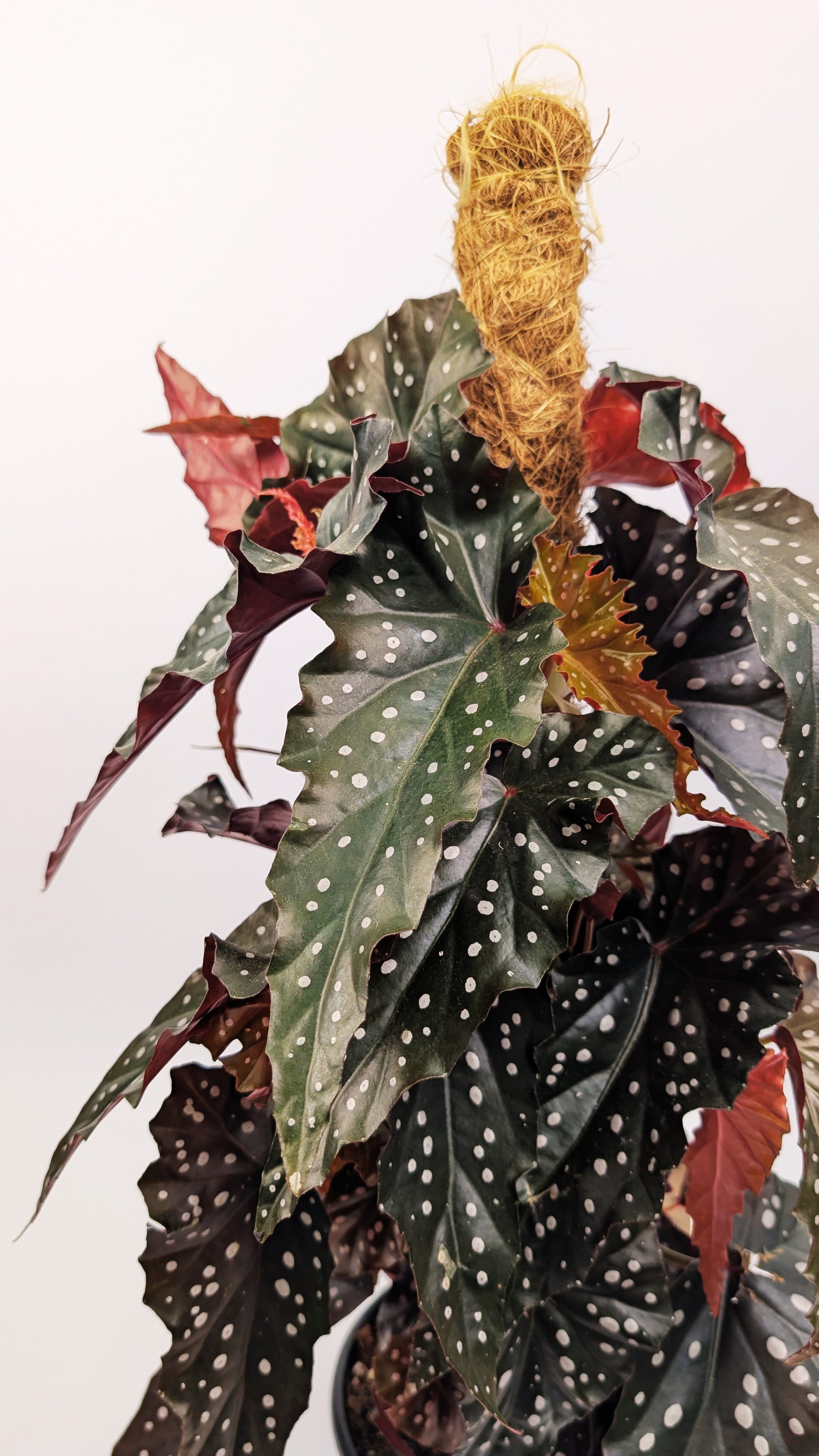 60 - 80cm Begonia Maculata Black Forest 16cm Pot on Mosspole Houseplant