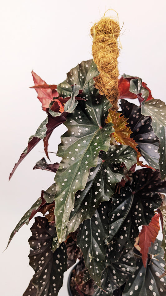 60 - 80cm Begonia Maculata Black Forest 16cm Pot on Mosspole Houseplant