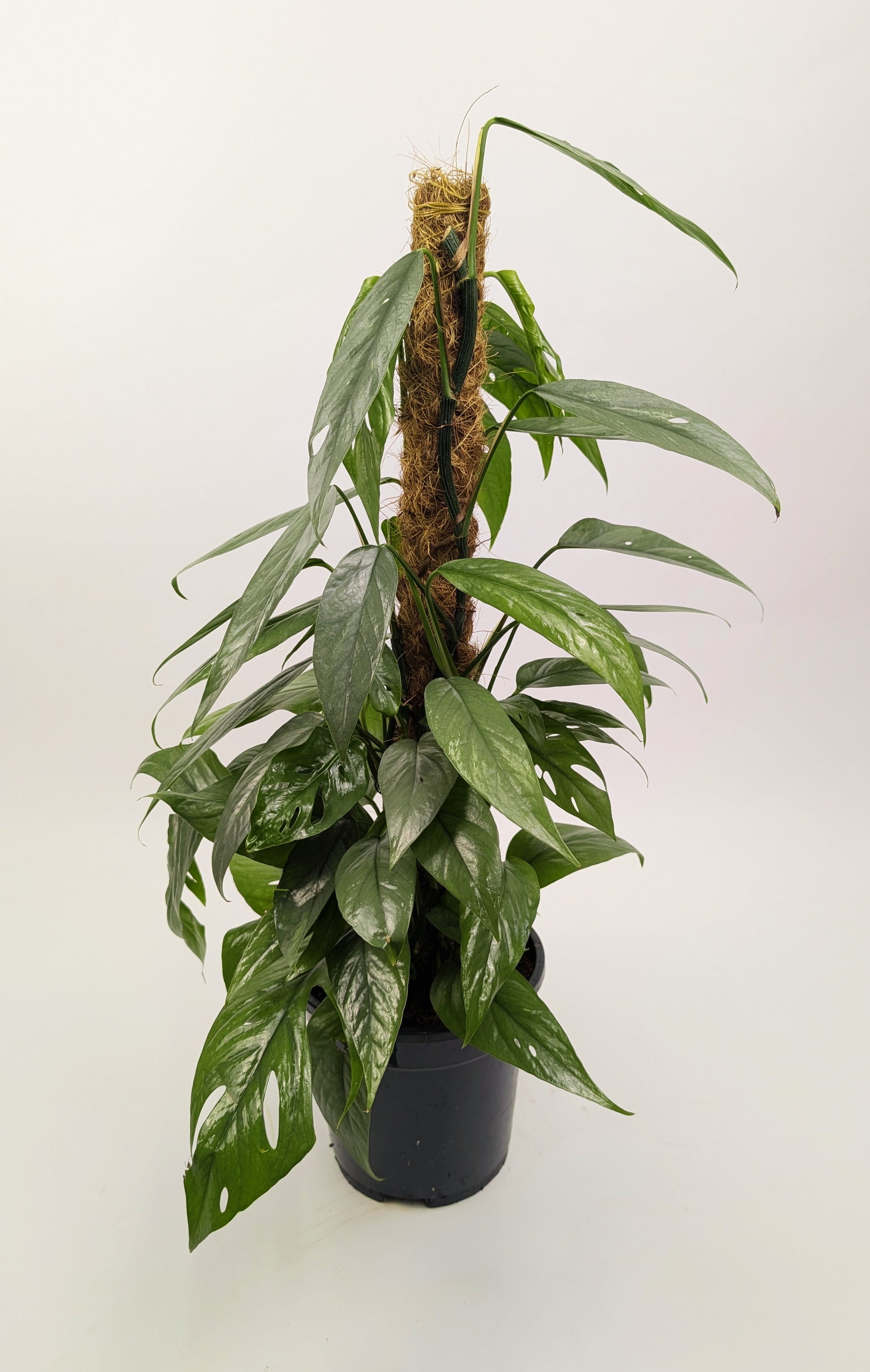 50 - 70cm Cebu Blue Pothos 17cm Pot on Mosspole Houseplant