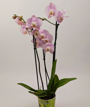Orchid Phalaenopsis 3 Stem Twin Pack Mixed Colours 12cm Pot Houseplant