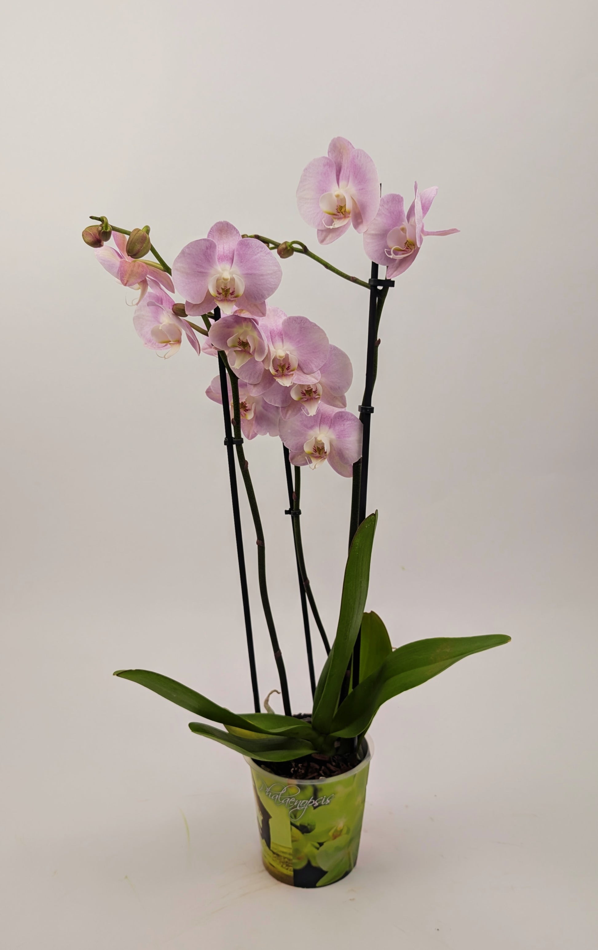 Orchid Phalaenopsis 3 Stem Twin Pack Mixed Colours 12cm Pot Houseplant