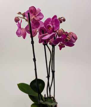 Orchid Phalaenopsis 3 Stem Twin Pack Mixed Colours 12cm Pot Houseplant