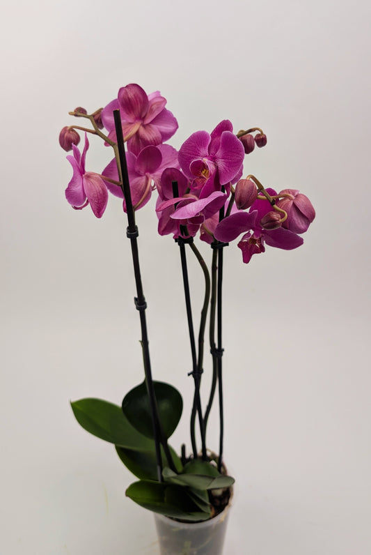 Orchid Phalaenopsis 3 Stem Twin Pack Mixed Colours 12cm Pot Houseplant