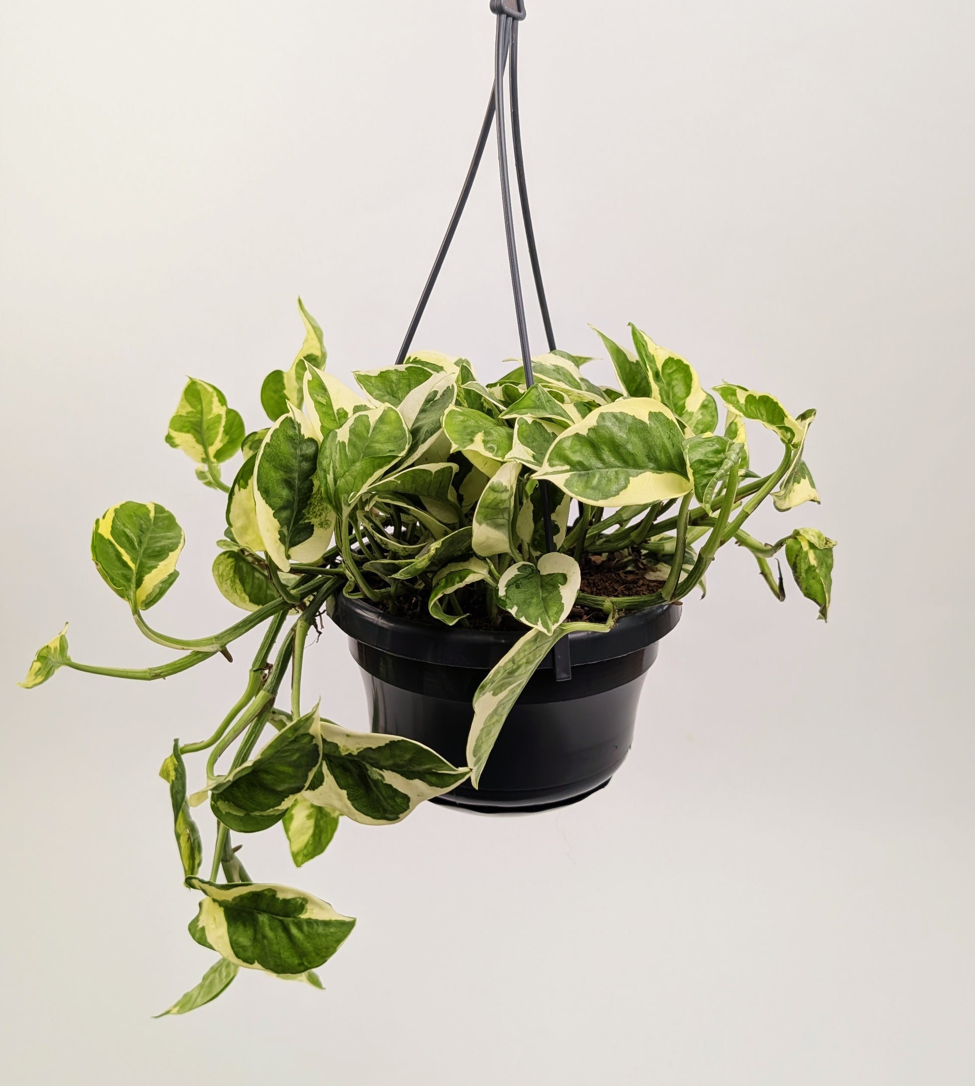 Epipremnum Njoy Pothos 14cm Hanging Pot Houseplant