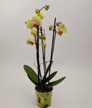 Orchid Phalaenopsis 3 Stem Twin Pack Mixed Colours 12cm Pot Houseplant