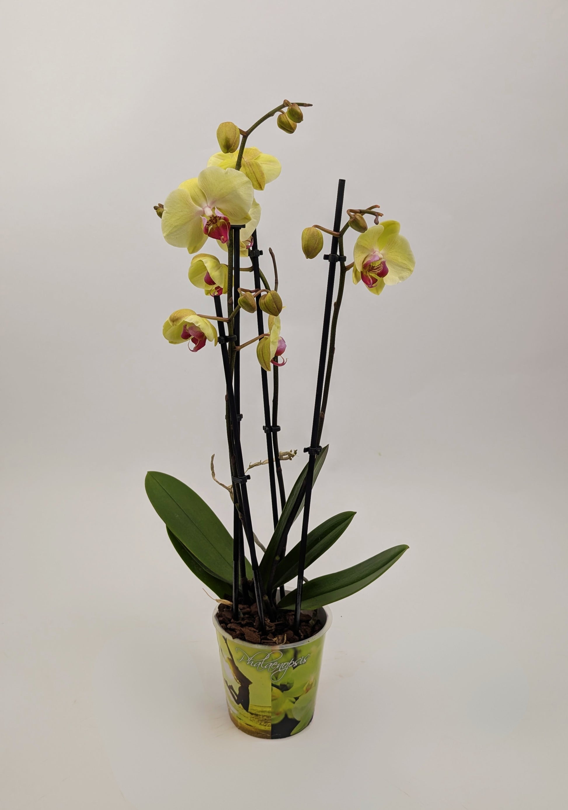 Orchid Phalaenopsis 3 Stem Twin Pack Mixed Colours 12cm Pot Houseplant
